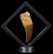 Large, Carcharodontosaurus Tooth - Partially Rooted #52480-2